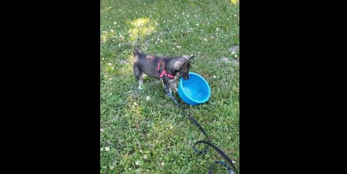 Puppy flips over full water bowl, adorably realizes her mistake