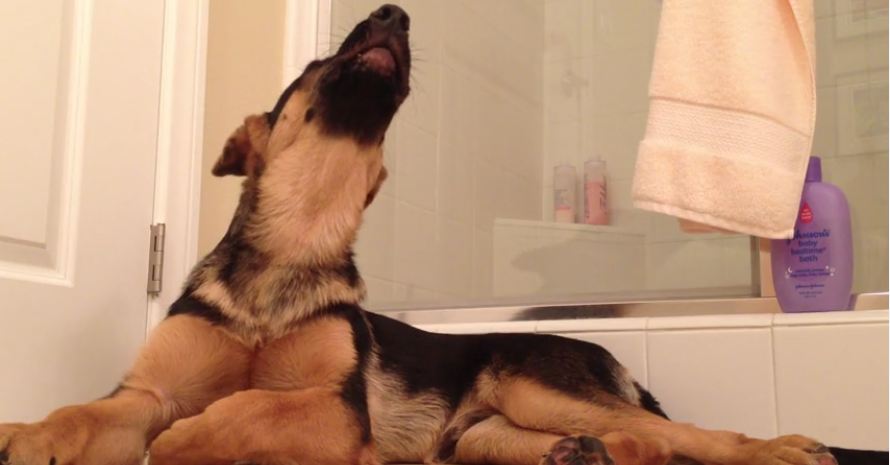 German Shepherd Can’t Resist Singing Along With Owner In The Bathroom