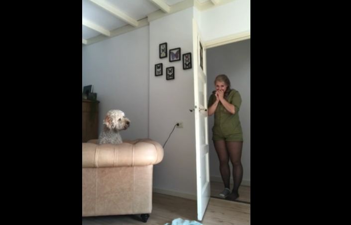 Goldendoodle falls for owner’s disappearing magic trick