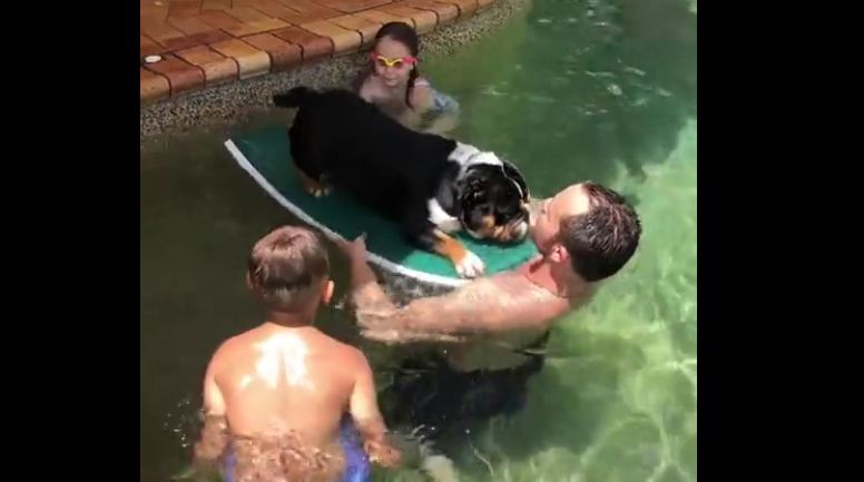 Pool-loving bulldog learns how to board