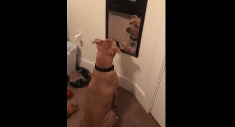 Confused dog barks and growls at his reflection
