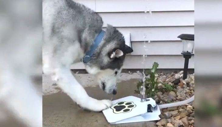 Husky tries to figure out how water fountain works