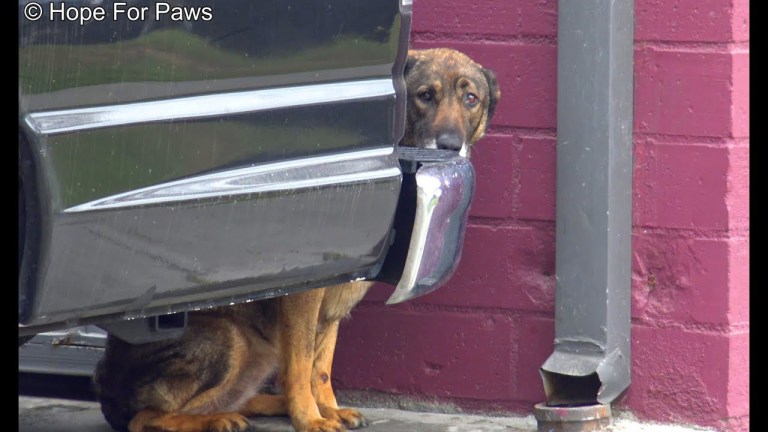 Homeless German Shepherd cries like a human! I have never heard anything like this!!!