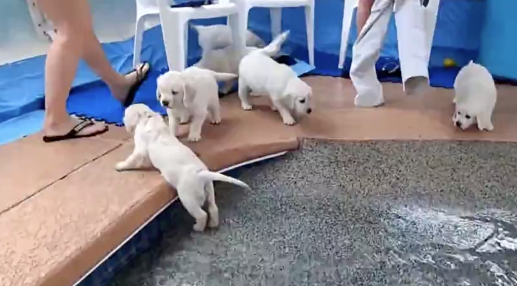 Eight Golden Retriever Puppies Take On The Challenge Of Swimming For The First Time