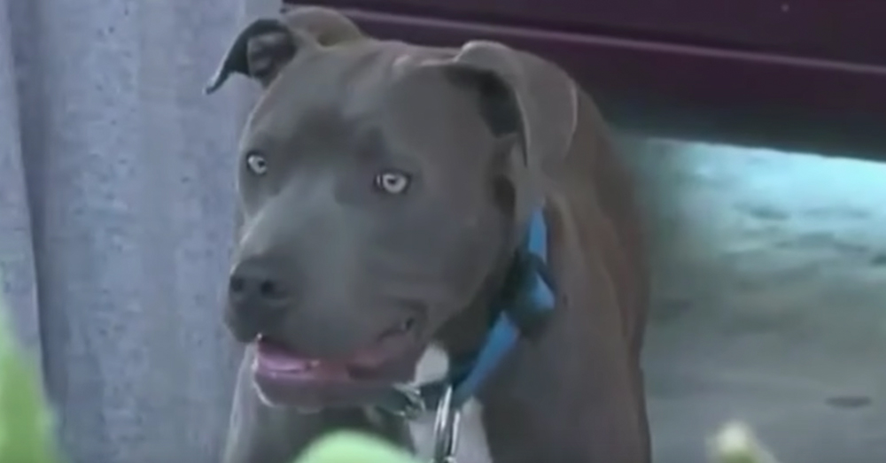 Hero Pit Bull Saves Baby From Burning Apartment