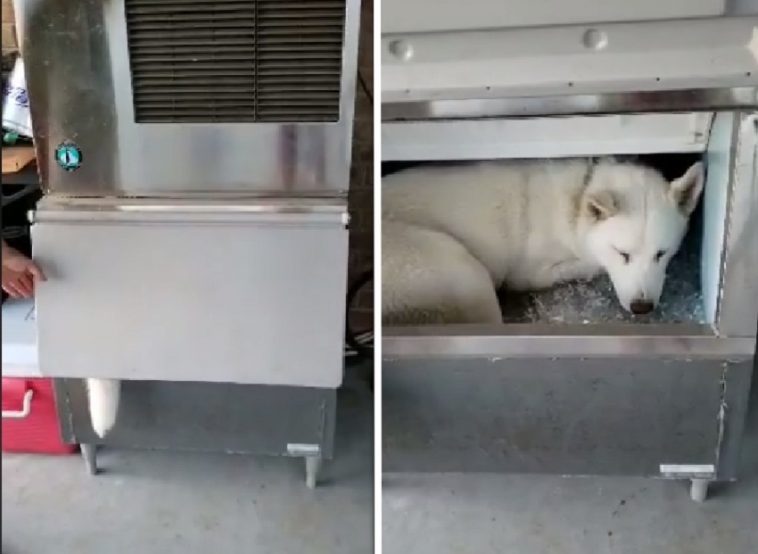 Funny Husky Discovers Clever Way to Stay Cool, Surprises Owners