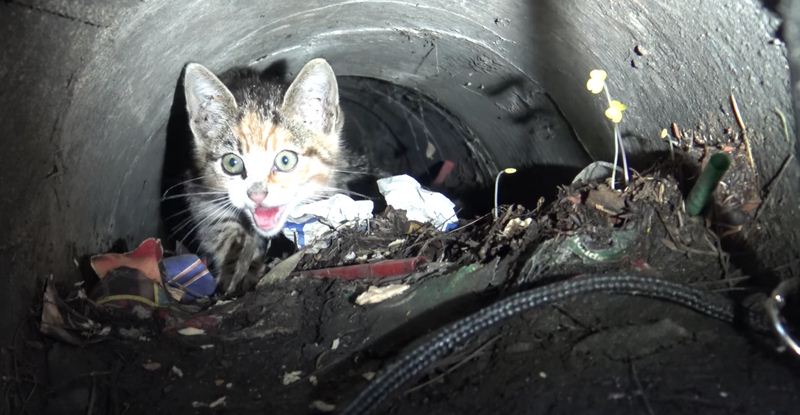 Hope For Paws Finds Kitten In A Sewer And Introduces Her To A Puppy Friend