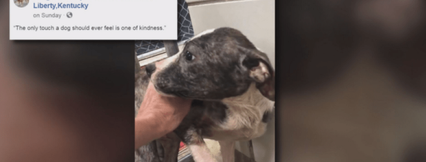 Scared Kentucky shelter puppy gets national attention in viral video