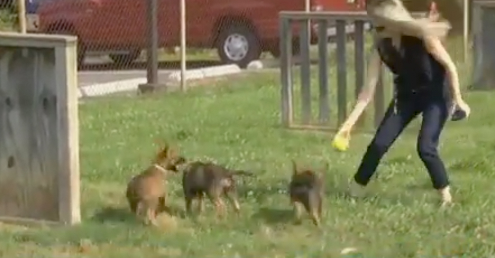 These Puppies Were Born After A Police Raid, And Now They’re Joining The Force