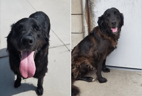 Senior dogs surrendered for being too ‘old and smelly’