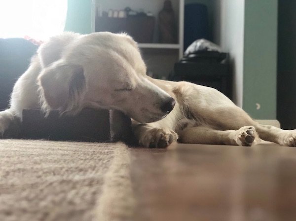 Rescue Dog Whose ‘Best Friend’ Is A Brick Goes Viral After His Mom Shares These Adorable Photos
