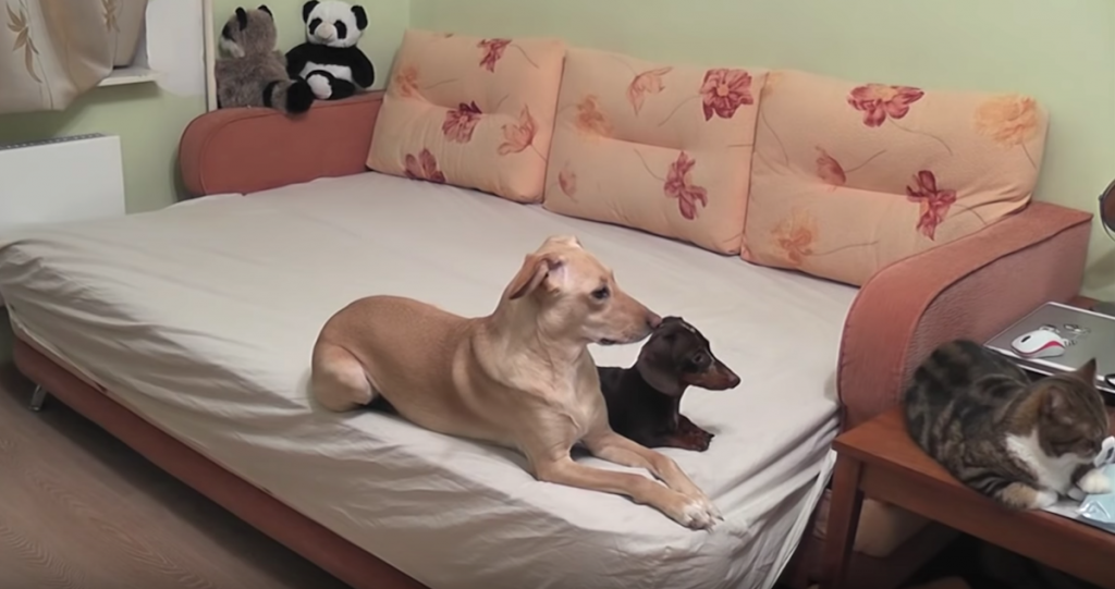 Two Dogs And A Cat Left Home Alone Show All Other Pets How It’s Done