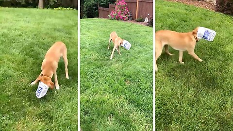 Clumsy dog gets head stuck in popcorn bag