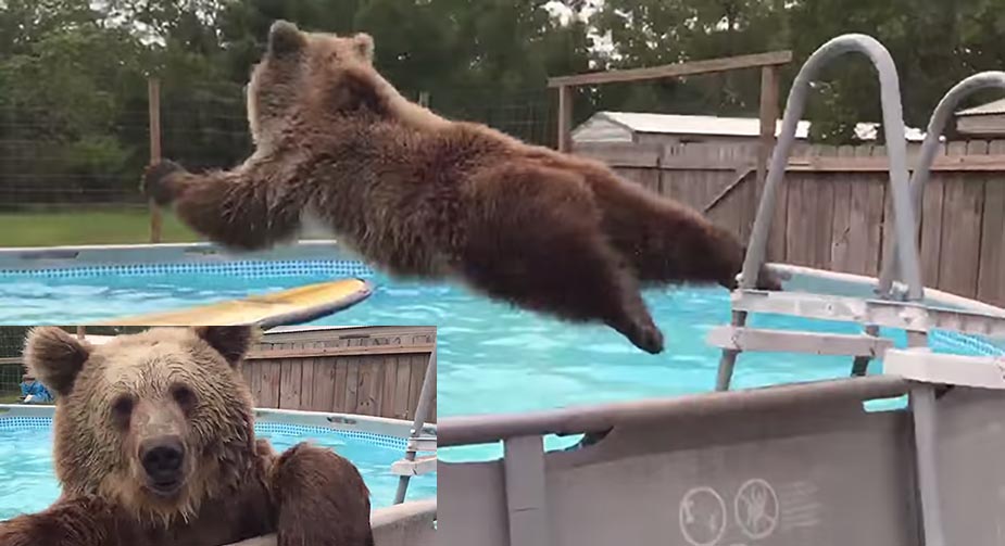 Grizzly Bear Jumps In Man’s Pool, Turns Around And Flashes A Smile