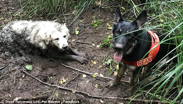 Puppy was trapped in the mud for two days before being rescued … by another dog!