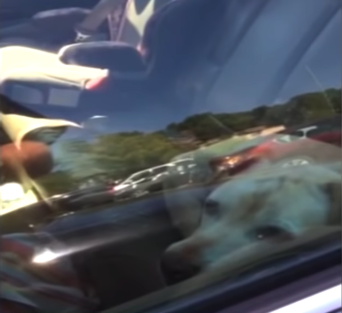 Police Respond To Call And Save Two Dogs Locked Inside 150-Degree Cars