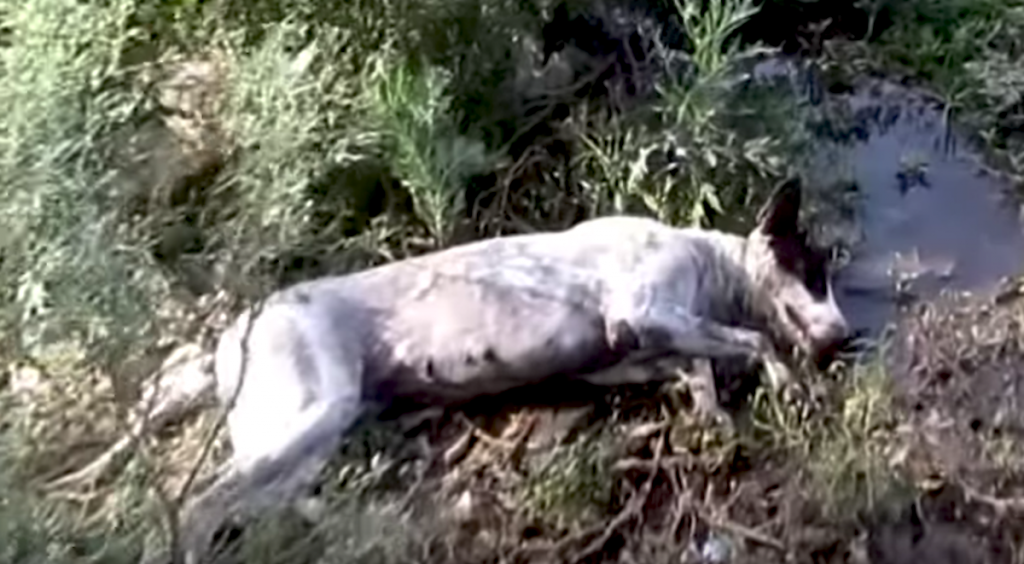 Dog Found Lying In A Field Can Barely Lift Her Head To See Her Rescuers