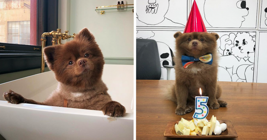 Bertie The Fluffy Wuffy Chocolate Pomeranian Is Easily Confused For A Baby Bear