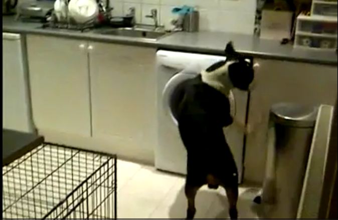 Guilty Dog Caught Red-Handed, Gives Priceless Reaction