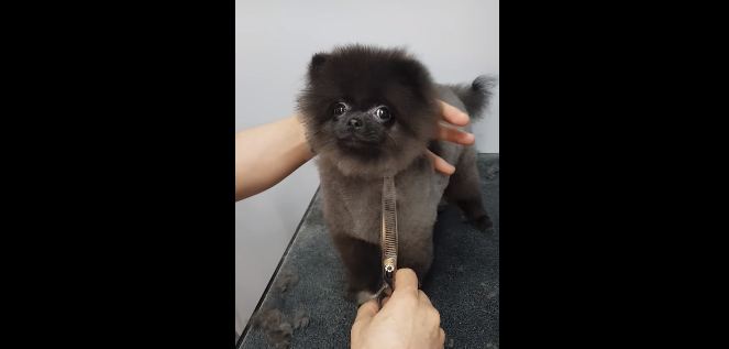 Pomeranian Does The Most Adorable Thing When She Gets Her Hair Cut