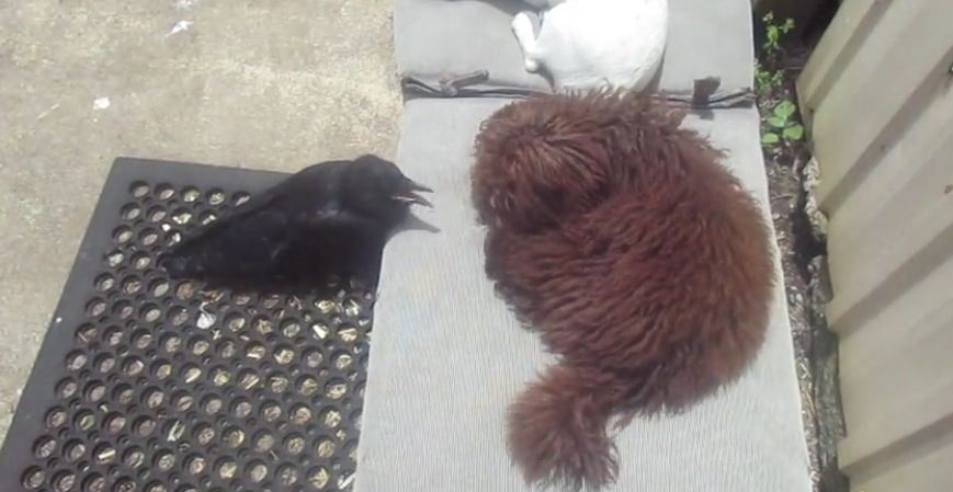 Nevermore The Raven Bothers His Doggy Best Friend