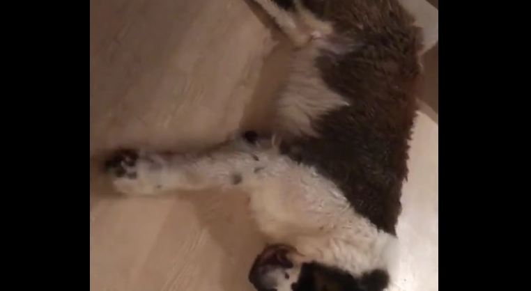 St. Bernard does something strange when he’s exhausted