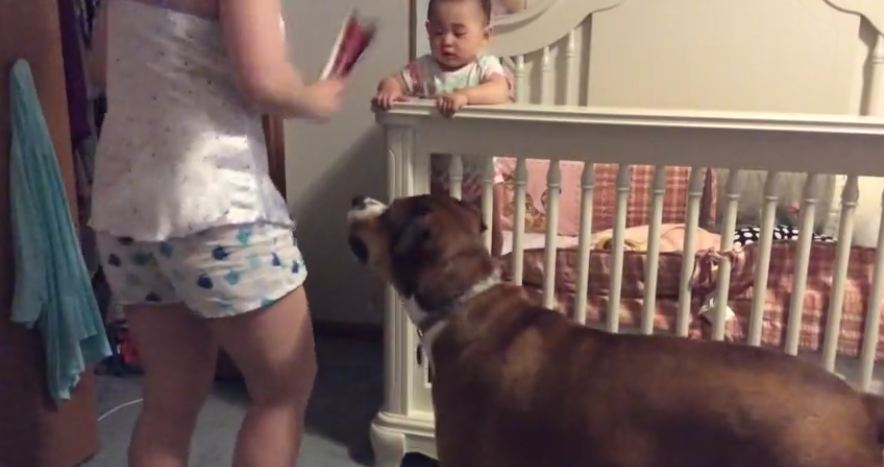 Dog Protects Baby From ‘Angry’ Mother During Training