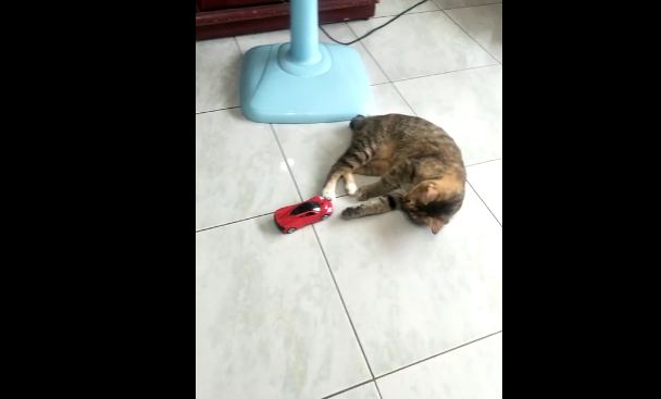 Cat Pretends To Fall Hard To The Ground After Being Hit By A Toy Car