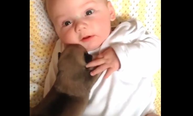 You Won’t Believe How This Newborn Puppy Reacts To A Baby