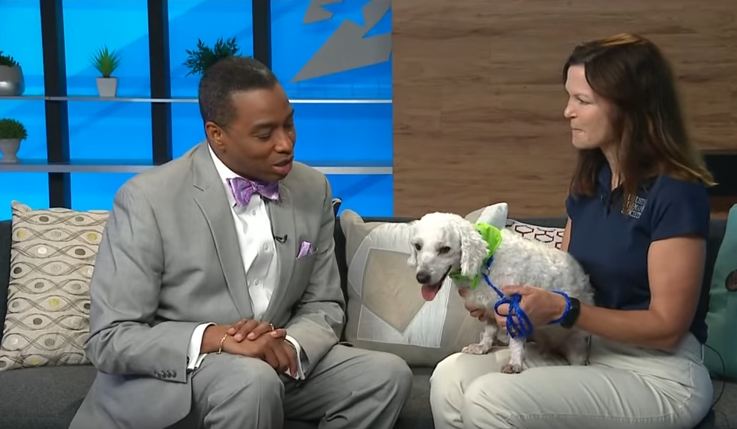 Little Dog Interrupts Weather Forecast, Makes For Some Great TV