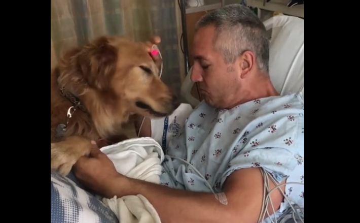Golden Retrievers Visit Owner In Hospital After Open Heart Surgery
