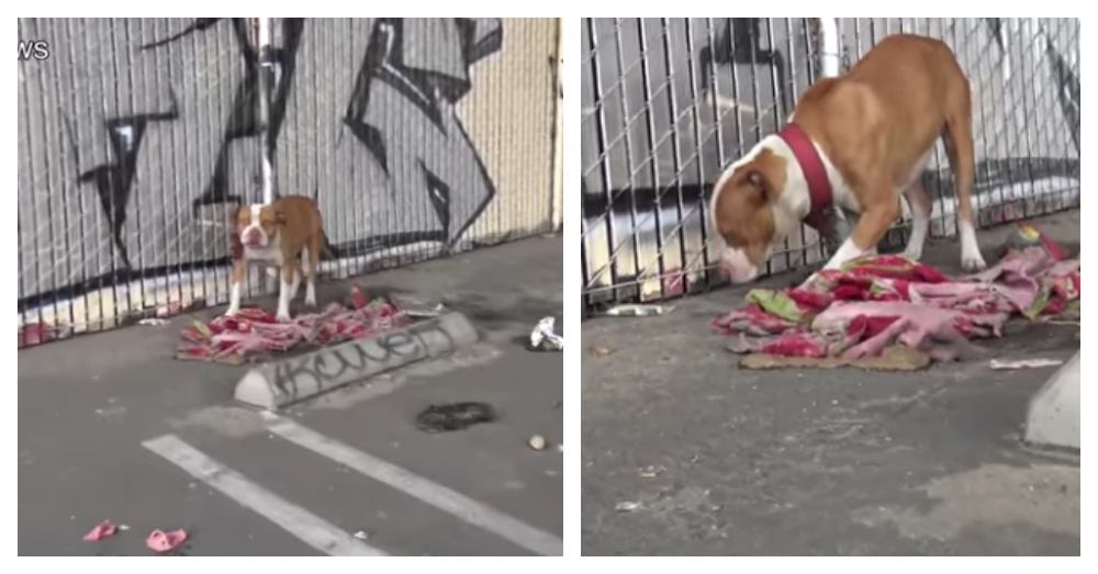 Two Pit Bulls Chained To A Fence Under The Freeway, Left To Die Without Food Or Water