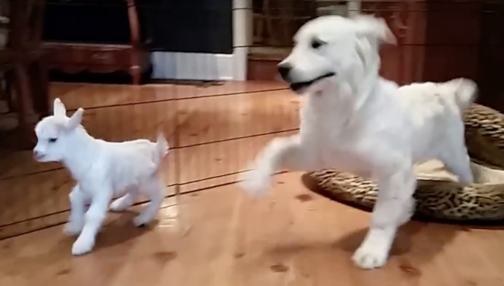 Golden Retriever Puppy Loses His Grip When He Meets A Baby Goat