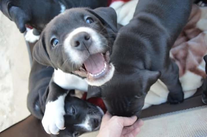 Dogs Who Couldn’t Be Happier To See Their Humans