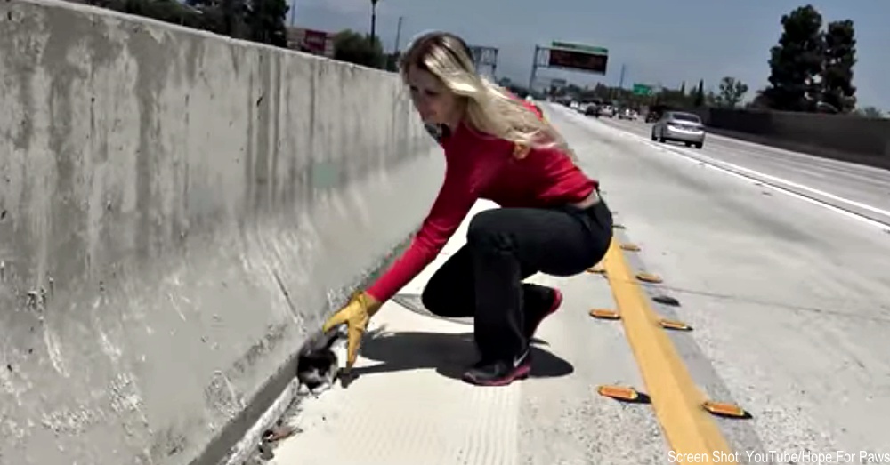 Kitten Abandoned On Busy Freeway With Little Hope For Survival