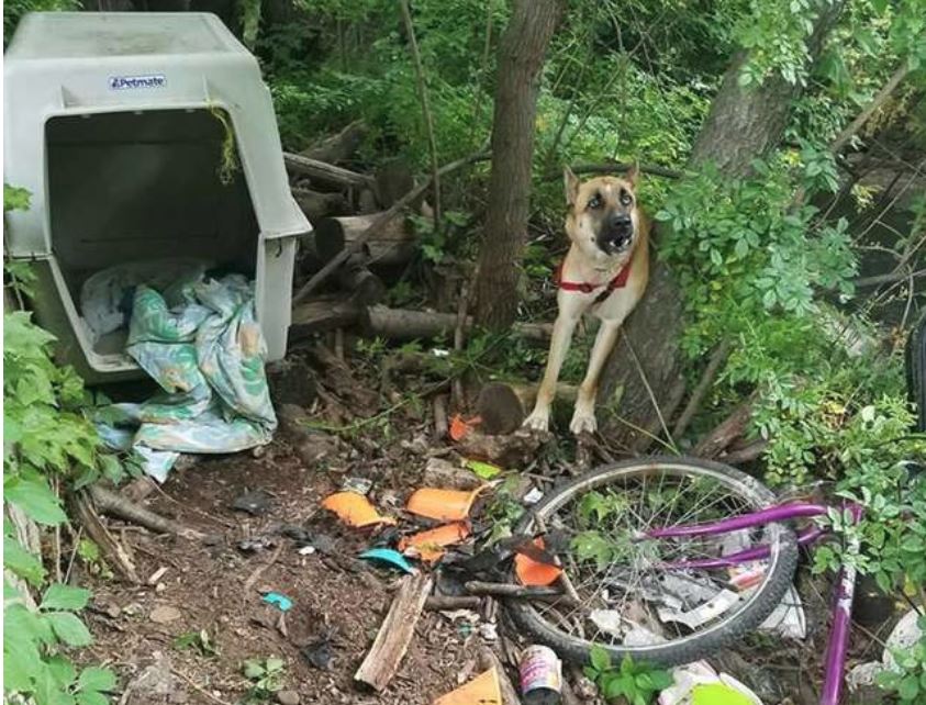 German Shepherd Tied In Woods Left With Empty Bowls And Crate For Survival