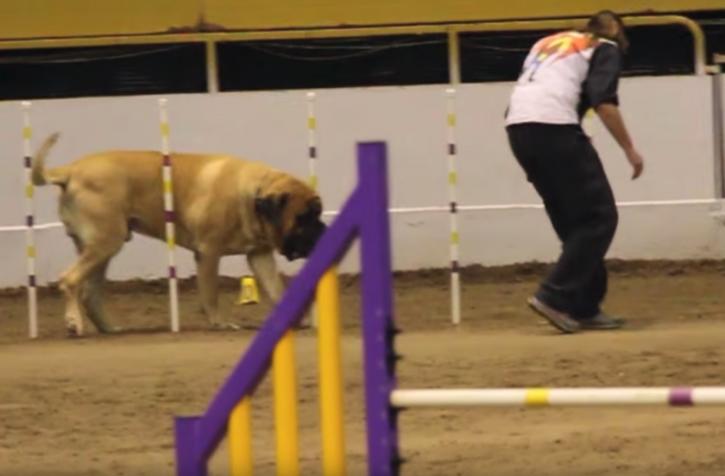 Gentle Giant Takes His Sweet Old Time On The Agility Course