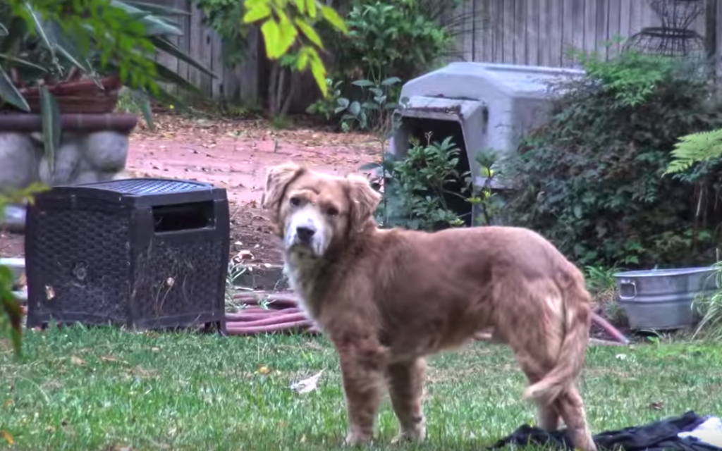 Two Abandoned Dogs Found A Home Nearby, But Their Scared Friend Was Left Behind