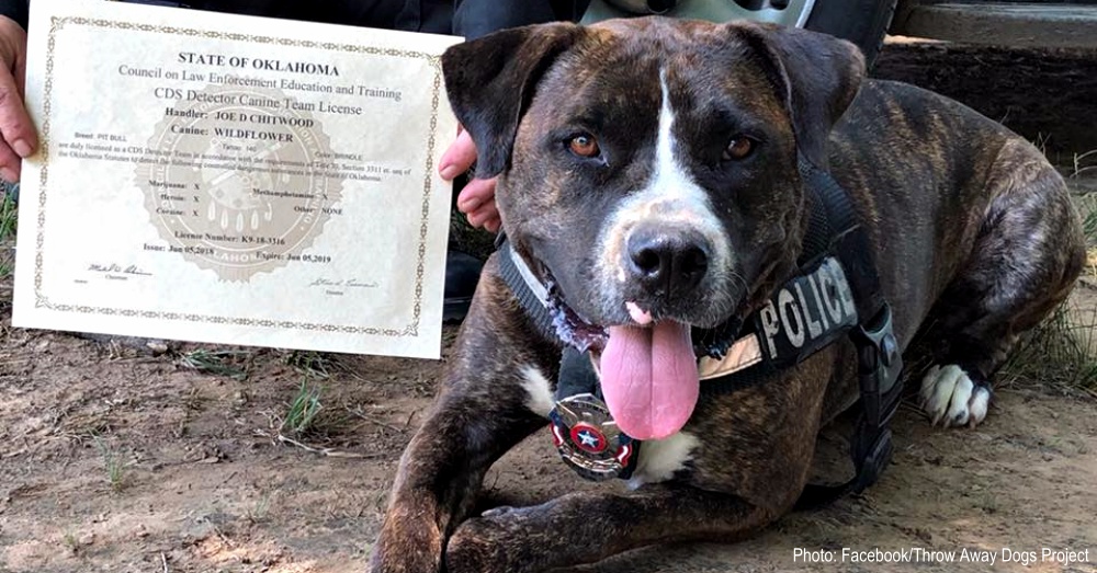 Oklahoma Gets First Pit Bull Police Dog After She Was Rescued From Death Row