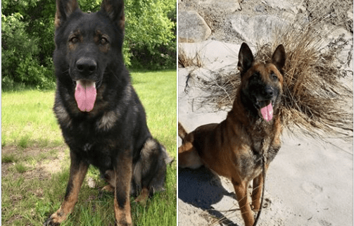 Forever homes sought for two retired police dogs