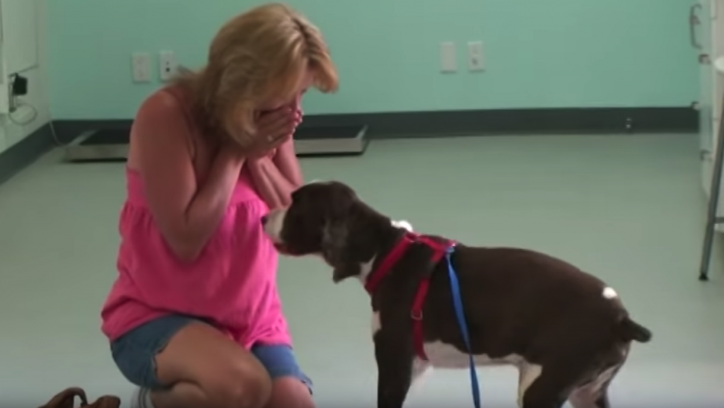 Dog Who Was Never Supposed To Walk Again Makes Mom Cry When She Sees It