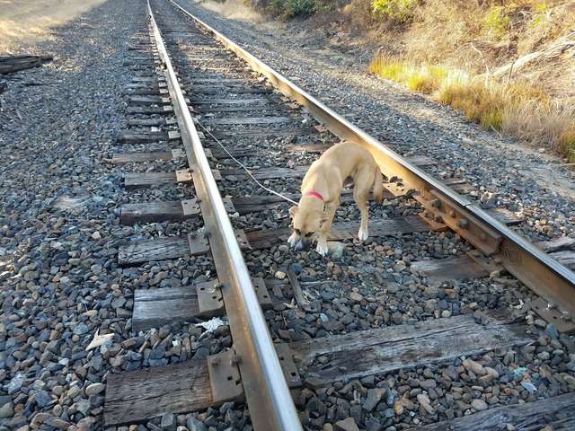 Man Sees A Figure On The Railroad Tracks And Realizes It’s A Tied-Up Dog