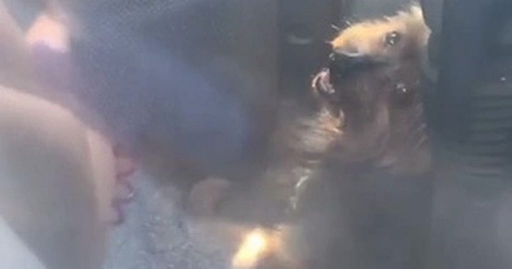 Dog Desperately Honks Horn to Get Rescued from Hot Car