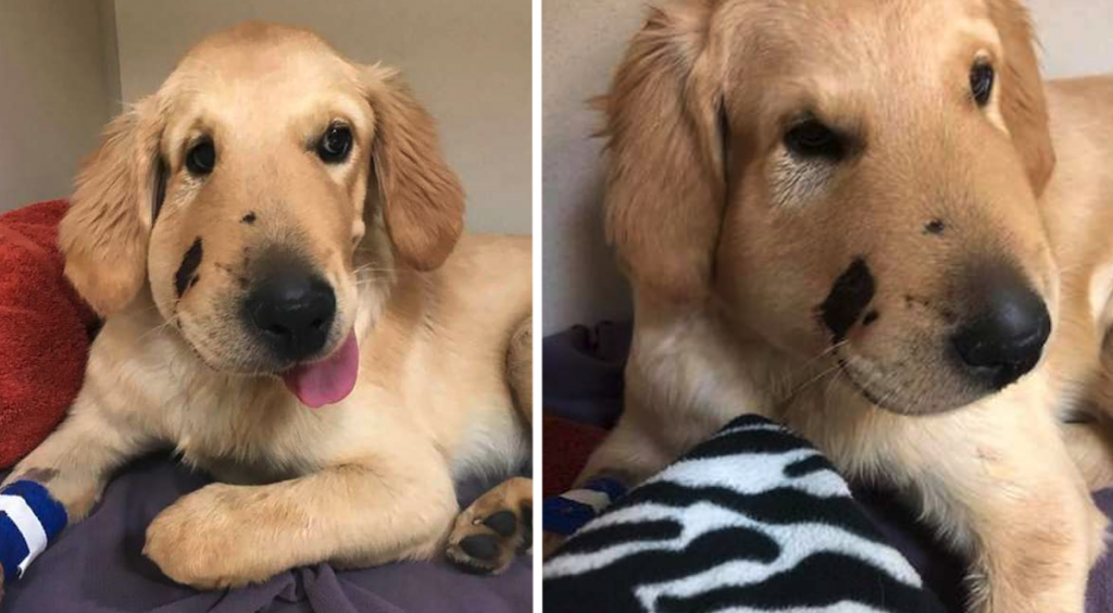 Hero Dog Jumps In Front Of Rattlesnake To Save His Mom