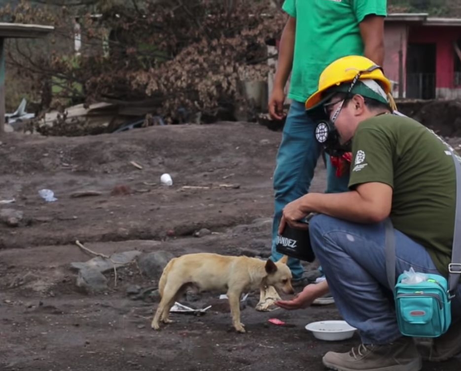 Humane Society Responds In Wake Of Volcanic Eruption To Save Over 900 Animals