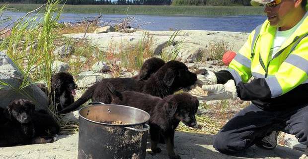 Seven adorable puppies rescued from Canadian uninhabited island