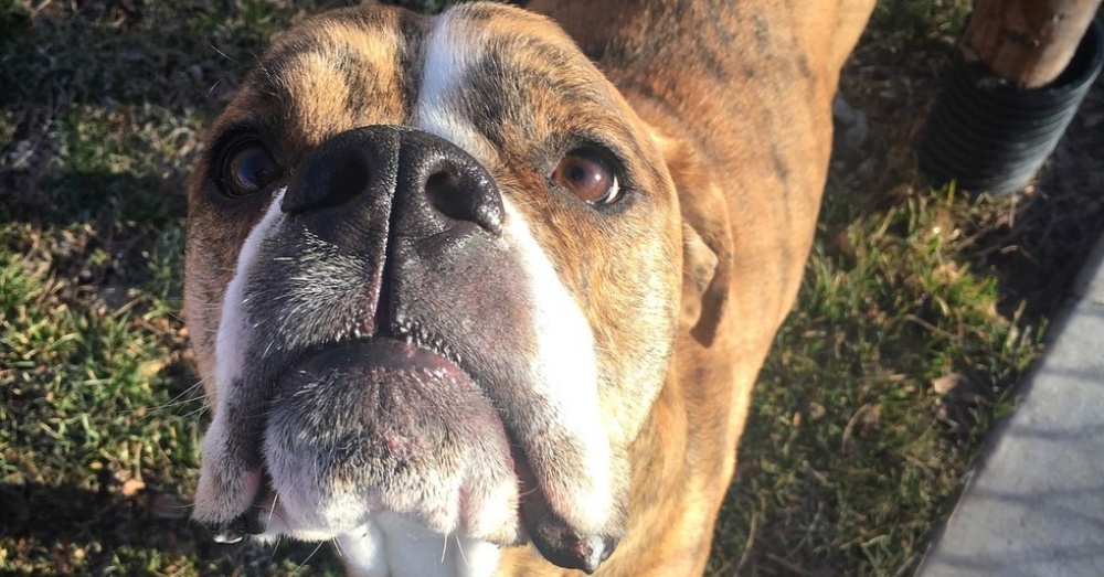 Little Girl Returns Dog To The Pound, Then Shelter Sees A Handwritten Note On His Collar