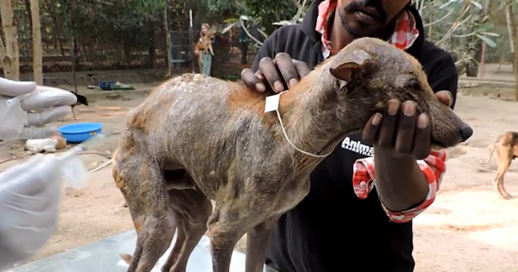 A Box Of Trash Was The Only Place This Sweet Stray Could Find Refuge