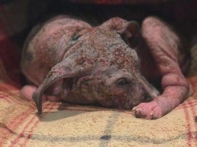 Sick, Hairless Shelter Puppy Just Needed One Person To Care About Her