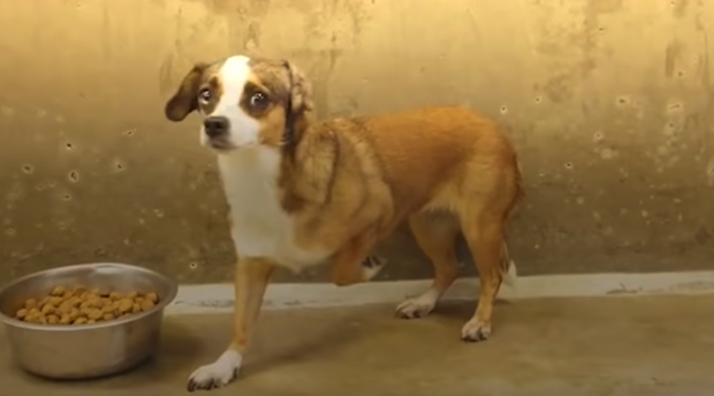Scared Dog Never Wagged Her Tail — Until Her Foster Dad Built Her A Bedroom
